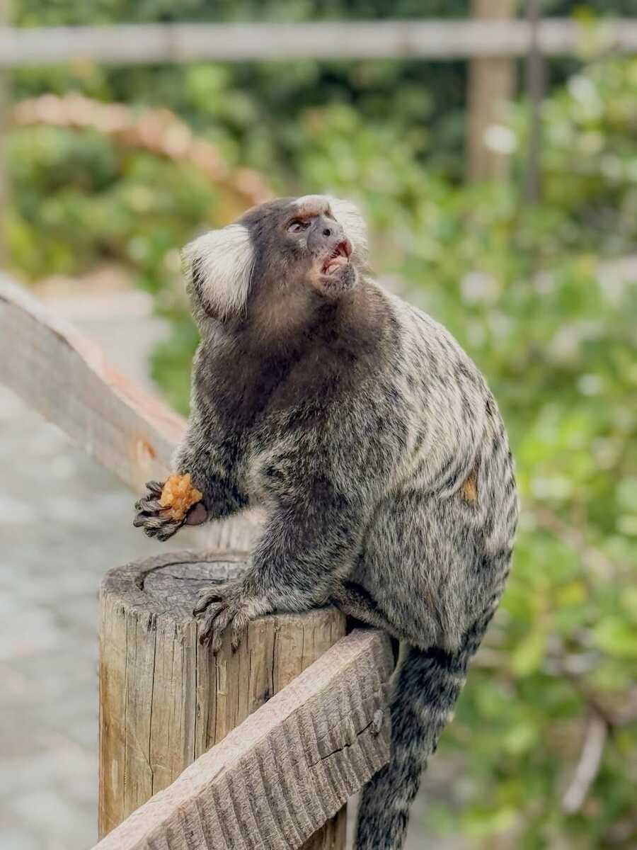 Vida Selvagem Dunas de Marapé